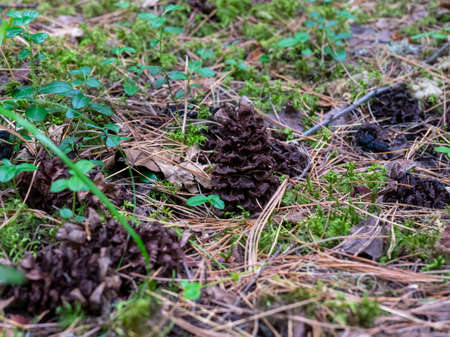 pine cones on the ground. Fallen pine cones