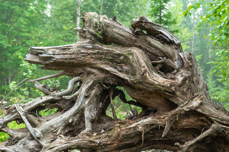 gnarled branches and roots of an upturned tree.