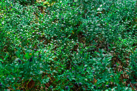 blueberries. green Blueberry with ripe large juicy berries.の写真素材