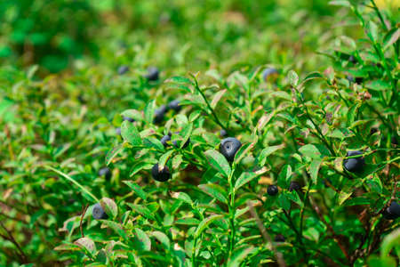 blueberries. green Blueberry with ripe large juicy berries.