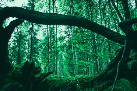 The roots of old fallen trees. Large dry tree root.の写真素材