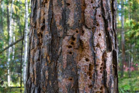 tree trunk with traces of woodpecker hollowing. Holes in the tree that the woodpecker madeの写真素材