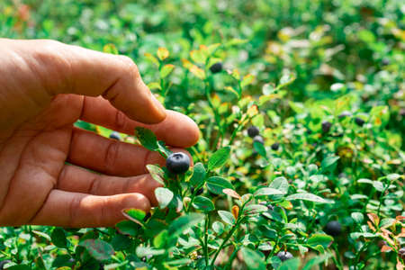 Collection of forest blueberries. A hand plucks a blueberryの写真素材