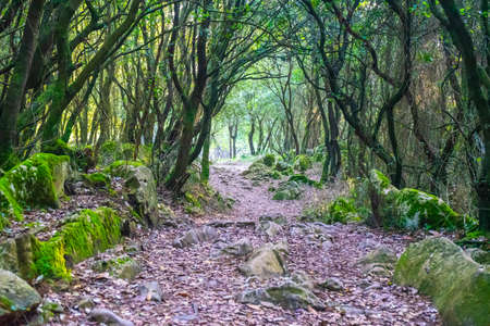 Rocky path covered with moss in a tunnel of treesの写真素材