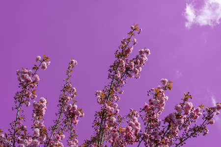 Cherry blossoms on pink sky background. Blooming pink cherry. blossom branch or sakura flowers on...