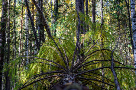 Fallen larch tree in the forest blurred selective focus.の写真素材