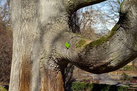 A large tree with a powerful branch on which a tag hangs. Tree in the botanical garden.