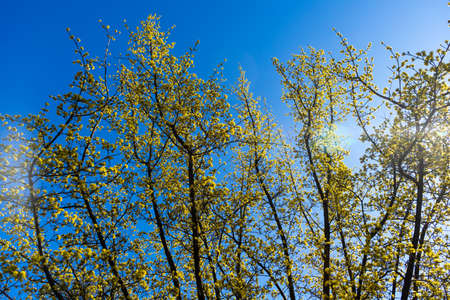 treetops with young green leaves against a blue sky. early spring.