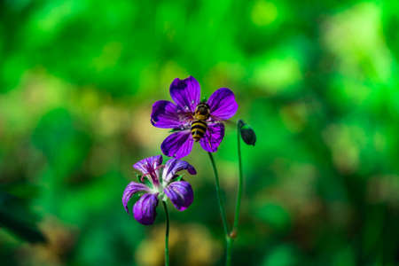 Iberian geranium. bee pollinates wild purple flower.の写真素材