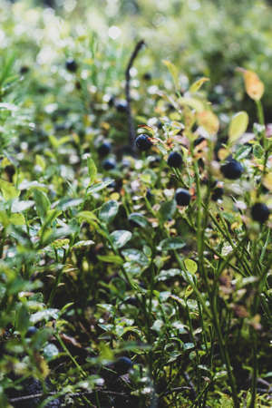 Ripe blueberries. Green blueberry bush with juicy ripe berries in the forest