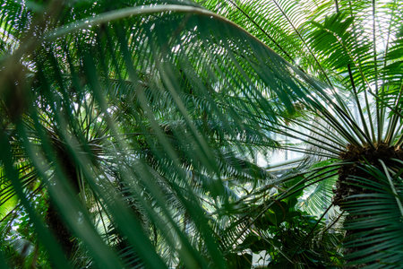 Tropical trees and plants in the botanical greenhouse. Palm garden in a greenhouseの写真素材