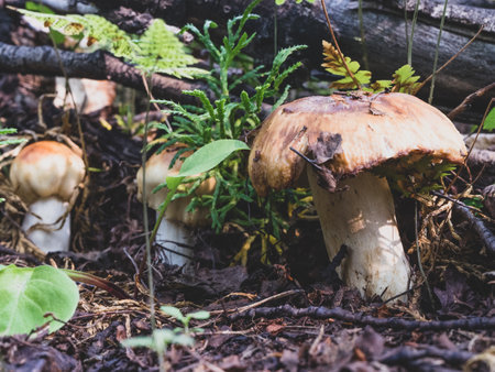 Autumn mushrooms in the forest close-up. yellow big mushroom close up.の写真素材
