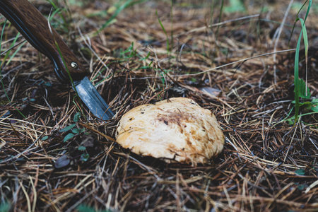 large mushroom, knife picking mushrooms. The concept of collecting wild mushroomsの写真素材