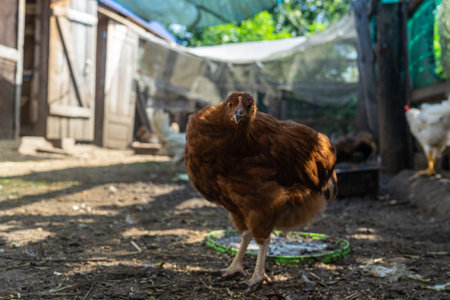 Brown hen on farm. homemade poultry. domestic poultry farm.の写真素材