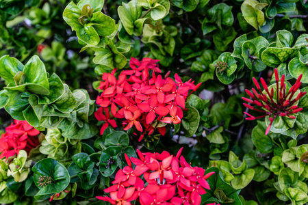 red flowers on a background of dense lush green foliage