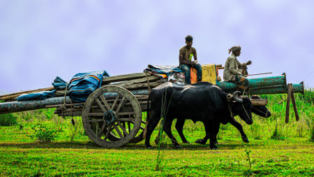 Ishwardi, Bangladesh - 10/10/2022: two big buffaloes are pulling cart with pipes, an old man and a teenager are sitting on topのeditorial素材