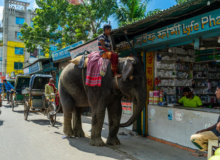 Ishwardi, Bangladesh - 10/10/2022: man riding an elephant near pharmacy on street of Bangladeshのeditorial素材
