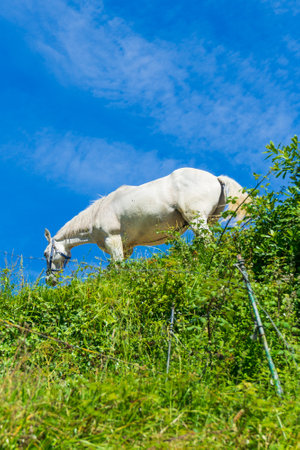 White horse on top of a green hill against blue skyの写真素材