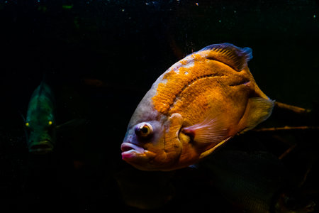 bright yellow fish on a black backgroundの写真素材