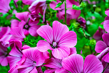 Lots of flowers Ashy Cranesbill - Geranium cinereum pink color close-upの写真素材