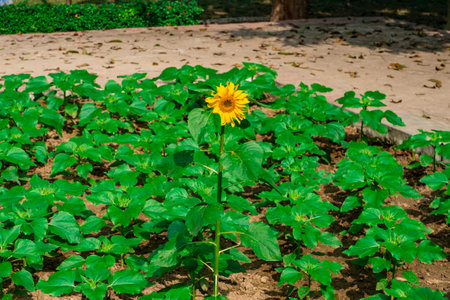 One young of flower sunflower among many green leaves.の写真素材
