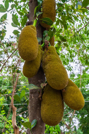 tree with large, spiky green jackfruits hanging from its branches, fruit in its natural state