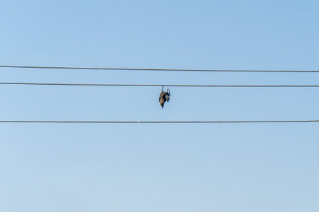 bird from an electric wire against clear blue hanging skyの写真素材