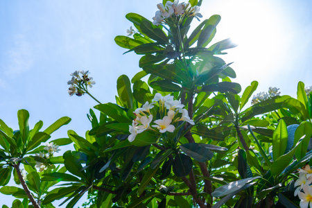 White tropical flower Plumeria Frangipani over green blurred lush foliage. Tranquil nature closeup,...