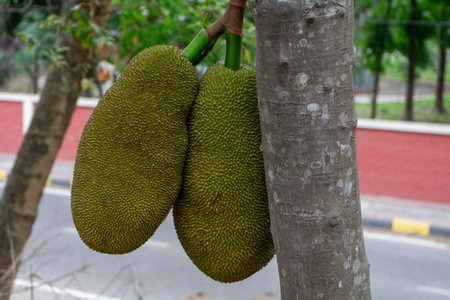 Ripe jackfruit hanging from a tree branch. artocarpus heterophyllus.の写真素材