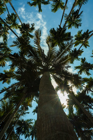 Tall palm trees densely packed against bright blue sky, bottom view, serene tropical atmosphere, Bangladeshの写真素材