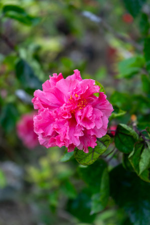Hibiscus rosa-sinensis Terry Hibiscus pink colorの写真素材