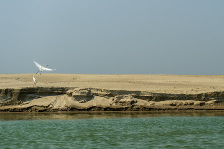 Great White Egret on the sandy bank of the Padma River (Ganges), Bangladesh