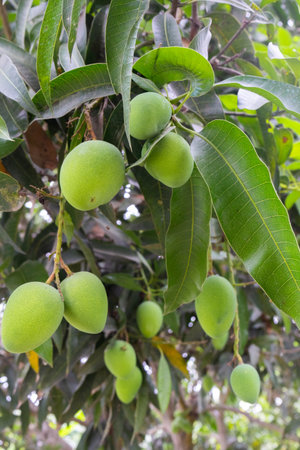 Green fruit mangoes hanging on tree with lush leavesの写真素材