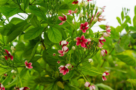 Red-pink Rangoon creeper or Chinese honeysuckle flowers is blooming on tree. Combretum indicumの写真素材