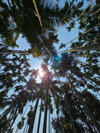 Tall palm trees densely packed against bright blue sky, bottom view.