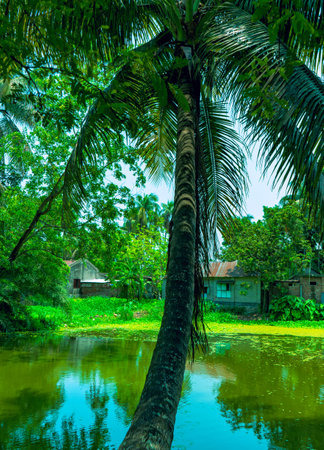 palm tree leaning over pondの写真素材