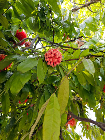 Blooming brownea grandiceps flowerの写真素材