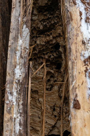 abandoned hornets nest in tree trunkの写真素材