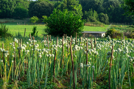 green onion blooming in garden bed, flowering scallion.の写真素材