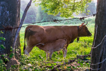 brown cow feeds her calf in meadow early in morningの写真素材