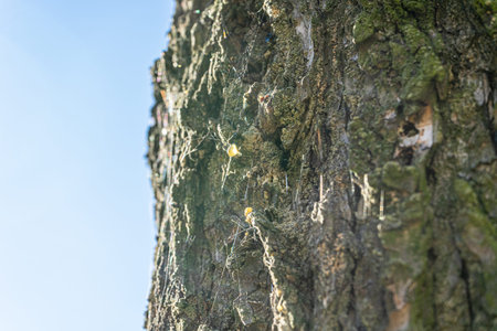 Close-up of tree bark with amber resin drops and spider web under bright sunlight.