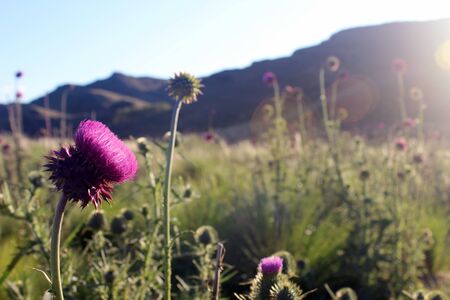 A wild flower field near hills with a blurred background.の写真素材