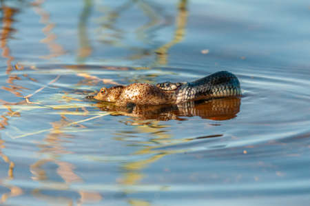 MÃ¶lndal Sweden, 19/08-15. Grass snake (Natrix natrix) hunting a Common Toad,(Bufo bufo) in a fresh water lake, creating ripples on the water.の写真素材