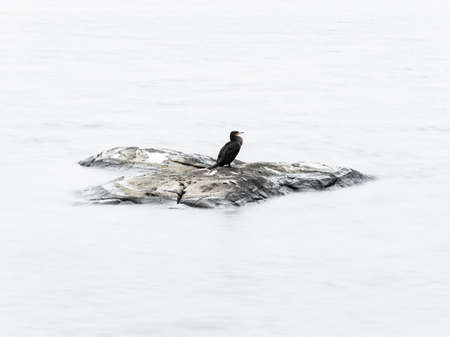 14 January, 2018 - Gothenburg, Sweden. Cormorant resting on a rock. in a lake. The highlights of the water is whitened in post production.の写真素材