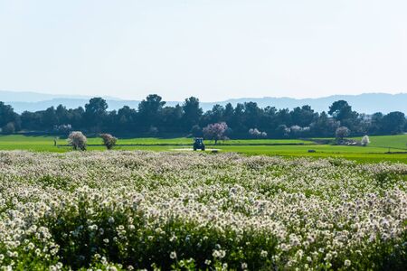 February 19, 2020 - Belianes-Preixana, Spain. A tractor spraying an unknown product on a green field. A field of flowers in the foreground and almond trees scattered on the green field.の写真素材