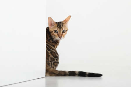 charming bengal cat posing in a photo studioの写真素材