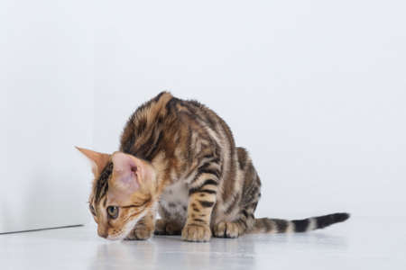 charming bengal cat posing in a photo studio