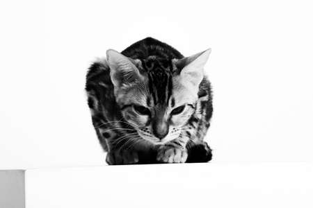 Bengal cat isolated on white background. Black and white photo.の写真素材