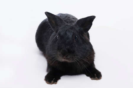 photosession black rabbit the symbol of the year 2023 according to the Chinese astrological calendar