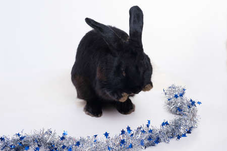photosession black rabbit the symbol of the year 2023 according to the Chinese astrological calendarの写真素材